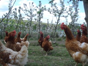 Hens-in-orchard-2